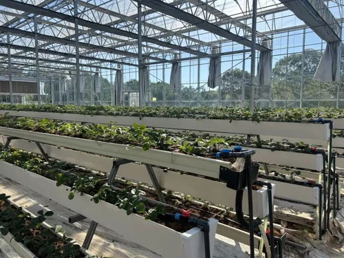 白鶴草莓香飄四溢，植物工廠開啟全年果香新紀(jì)元